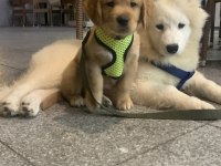 Samoyed 4 aylık aşıları tam yavru