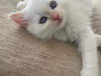 British shorthair yavrularımıza ömürlük yuva arıyorum