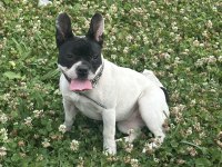 6 Aylık Ve 3 Yaşında Dişi French Bulldog