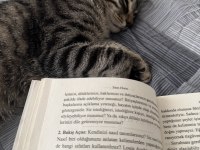 Ücretsiz kedimize güvenilir sıcak yuva arıyoruz