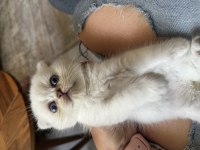 Sevimli iki kız kardeş kedimiz