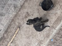 Son kalan yavru belçika kurdu hızlı olun