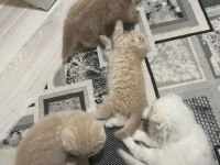 2025 doğumlu scottish fold bebekler yeni yuvalarını bekliyor