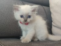 Safkan anne babadan british shorthair ayı surat yavrular