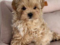 Kıpkızıl mini morkie 1 kg