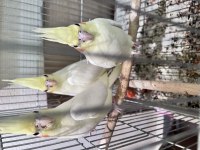 Lutino albino dişi
