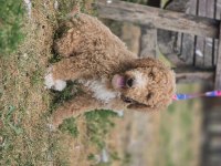 Goldendoodle yavrularımız