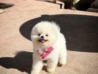 Oyuncu Karakterli Pomeranian Boo Yavrularımız