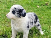 A kalite border collie yavrular