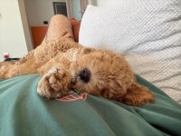 3 Aylık Yavru Toy Poodle