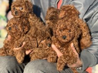 Petmode Köpek Çiftliğinden Redbrown Toy Poodle