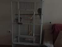 Kafes ile Beraber Satılık Eğitimli Monk Papağanı