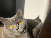 Gönüllü sahiplendirme british shorthair