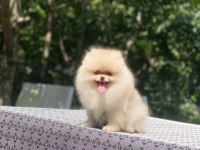 4 aylık dişi ayı surat garantili pomeranian