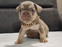 New Shade Isabella ve Rojo Merle Fransız Bulldog Yavruları