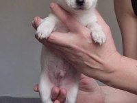 Teacup KAR BEYAZ chihuahua bebekleri GELDİ