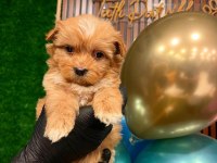 Sağlık Garantili Maltipoo Yavrularımız