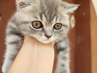 British longhair minişler yeni sahiplerini bekliyor