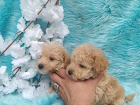 Irk ve sağlık garantili maltipoo bebeklerimiz