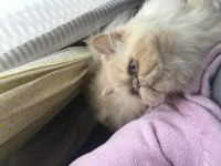 Safkan persian 2 yaşında