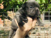 French bulldog yavrularımız rezerveye açılmıştır