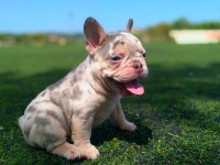 Lilac merle tan isabella carrier french bulldıog