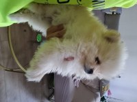 Çok iyi kalite dişi pomeranian