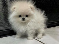 Pomeranian Boo Safkan Yavru