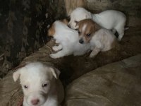 6 yavru köpeğimiz