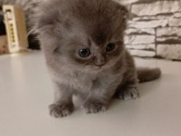 Scottish straight ve scottish fold yavrular