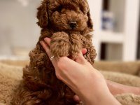 Orjinal toy poodle