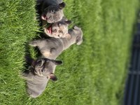 Renkli Gözlü Ev Ortamında Bakılan French Bulldog Yavrularım