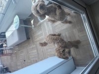 Ankara toy poodle yavruları sahiplerini bekliyor