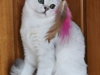 Scottish straight shorthair ns11 erkek