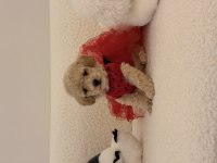 0 Numara maltipoo yavrularımız