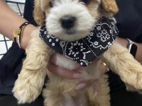Muhteşem maltipoo bebekler