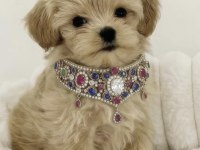 Maltipoo Safkan