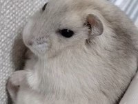 GONZALES HAMSTER YAVRULAR HERYERE GÖNDERİM VAR