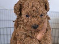 Toy poodle bebekler