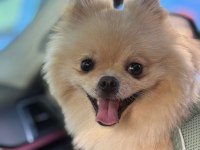 Sevimli pomeranian yavrular