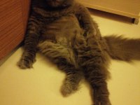 ORİJİNAL DİŞİ BRİTİSH LONGHAİR KIZGINLIKTA YUVA ARIYOR