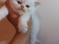 Sampiyon anne babadan saf british longhair bebekler