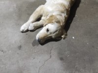 Antalya içi Yavru golden retriever sahiplendirme