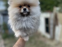 Sağlık ve ırk garantili pomeranian yavrularımız 