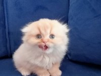 Scottish fold longhair kedimiz