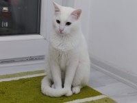 2 yaşında kısır Ankara kedisi