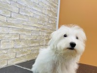 MALTESE CİNSİ YAVRUMUZ TESLİME HAZIR