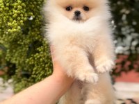 Pomeranian boo yavrularımız