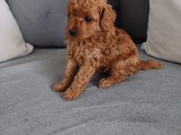 Ultra kalite redbrown toy poodle yavrularımız