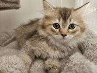 Iki Bucuk Aylik Saf Kan British Longhair Yavrulari